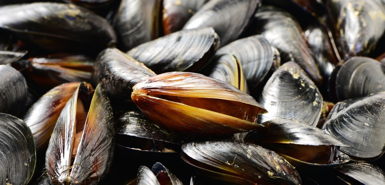 Carlsbad Mussel Event